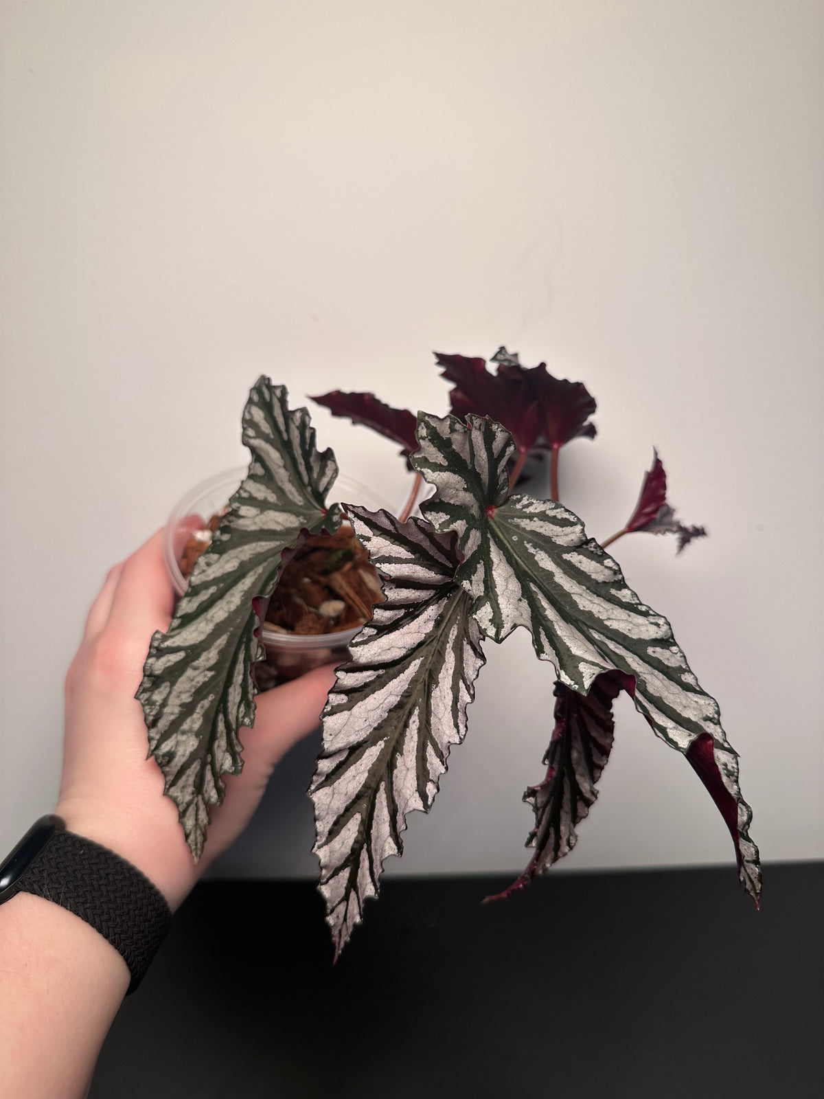 Begonia 'Guy Savard' | 4 inch