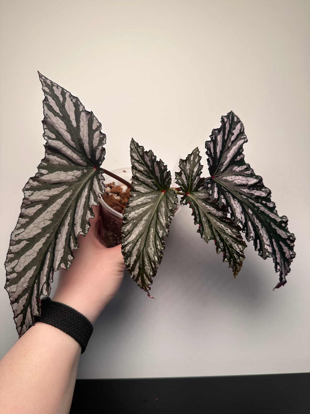 Begonia 'Guy Savard' | 4 inch