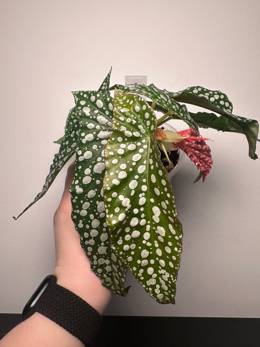 Begonia 'Olei Silver Spot' | 4 inch