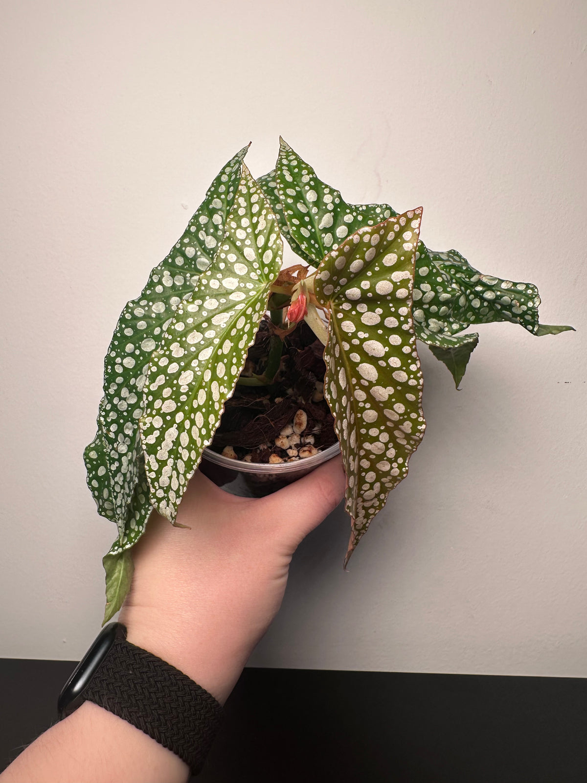 Begonia 'Olei Silver Spot' | 4 inch