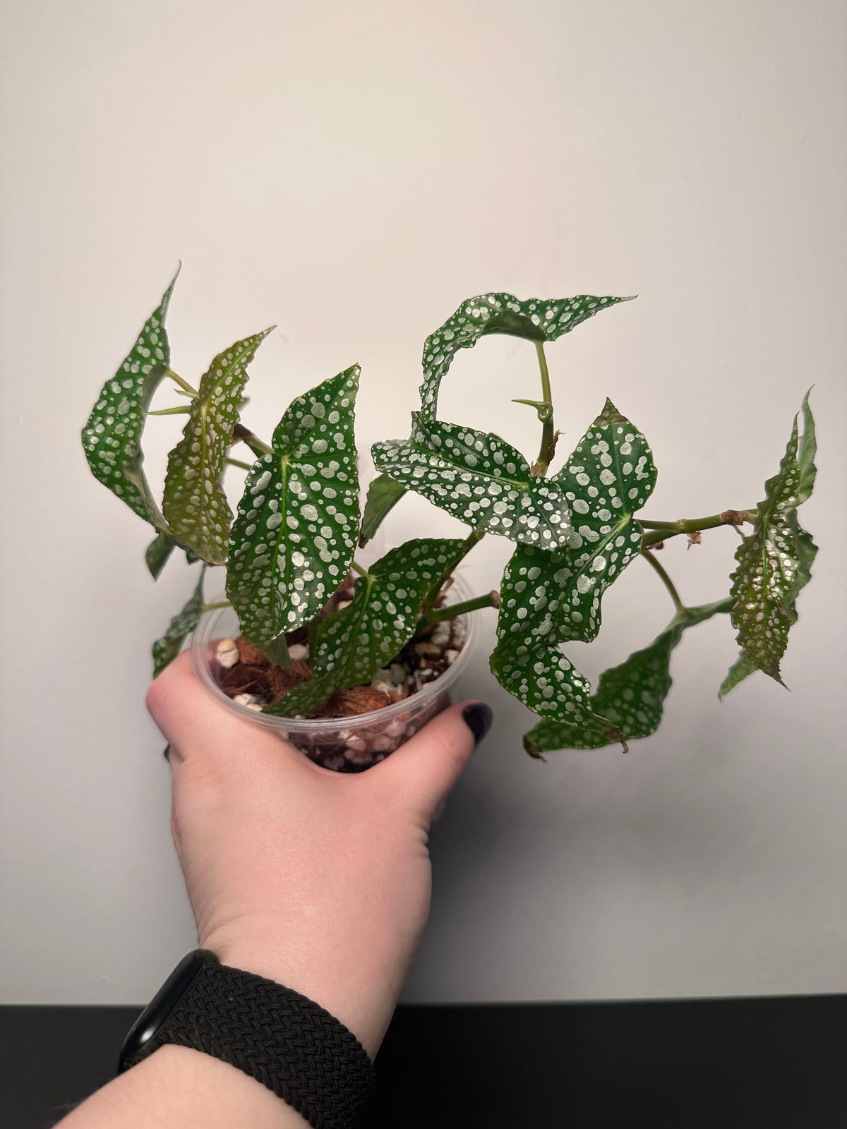 Begonia 'Olei Silver Spot' | 4 inch