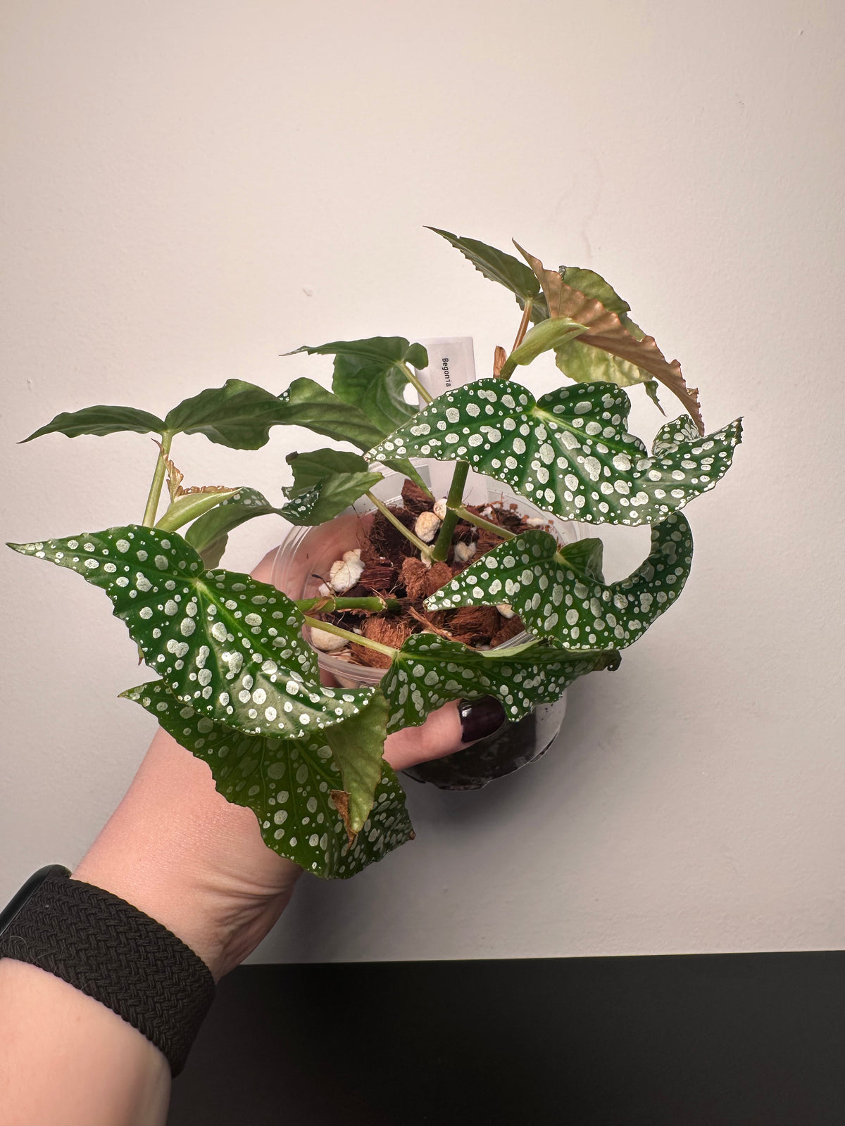 Begonia 'Olei Silver Spot' | 4 inch
