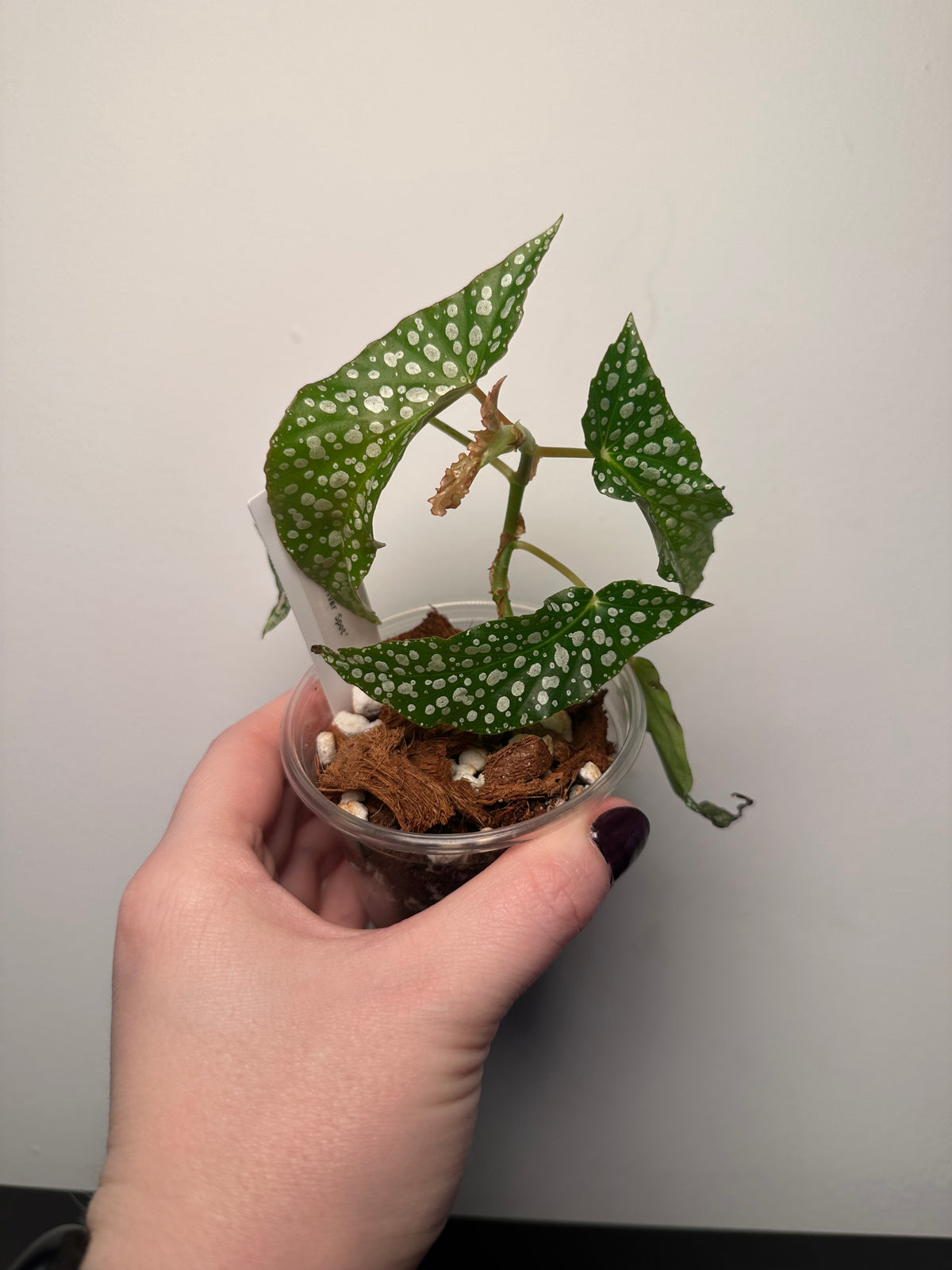 Begonia 'Olei Silver Spot' | 3 inch