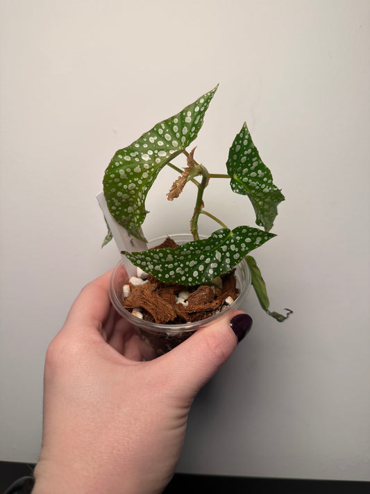 Begonia 'Olei Silver Spot' | 3 inch