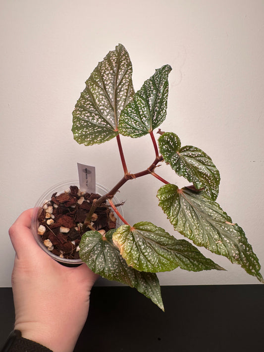 Begonia maculata 'Pink Spot' | 4 inch
