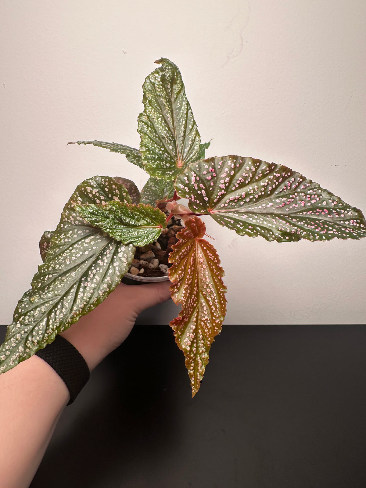 Begonia maculata 'Pink Spot' | 4 inch