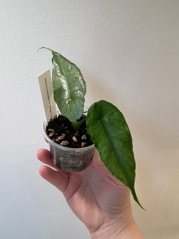 Alocasia heterophylla 'Dragon's Breath' | 2.5 inch