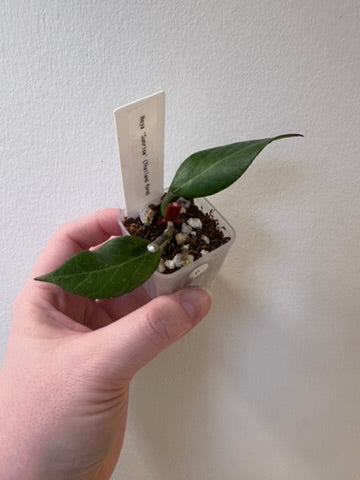 Hoya 'Sunrise' (Thailand form) | 1.5 inch