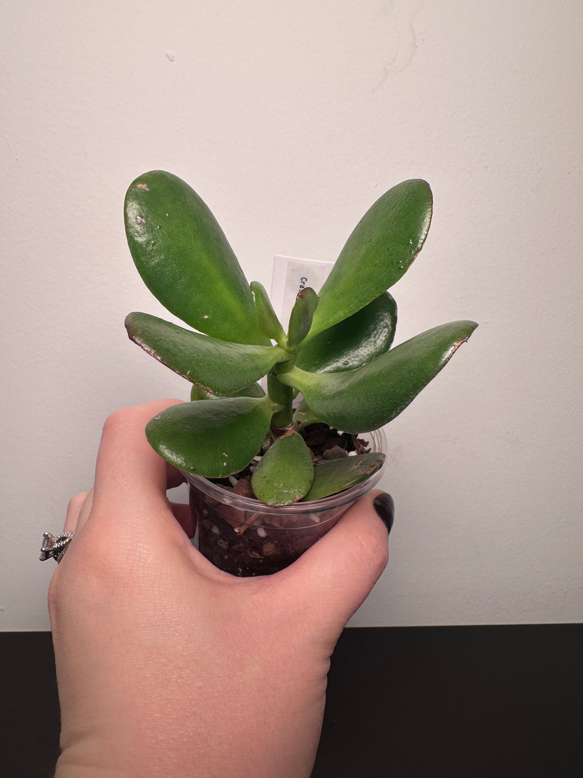 Crassula ovata 'Jade Plant' | 3 inch