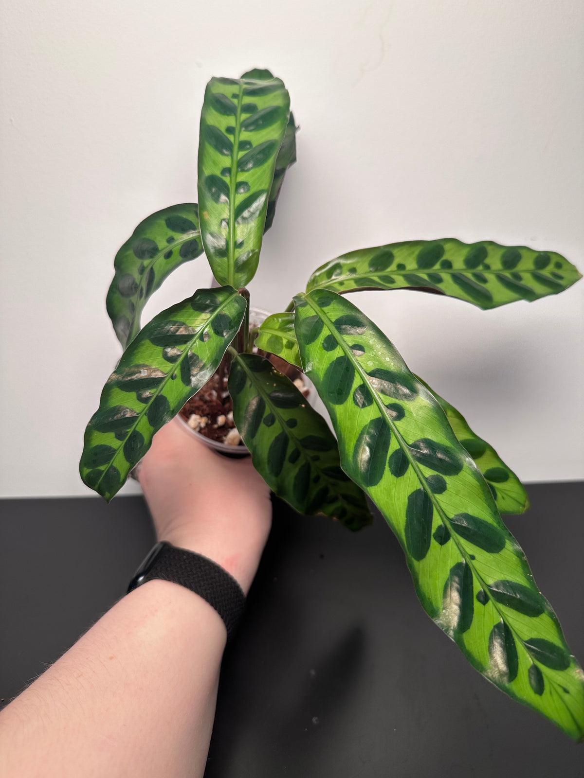 Calathea lancifolia 'Rattlesnake' | 4 inch
