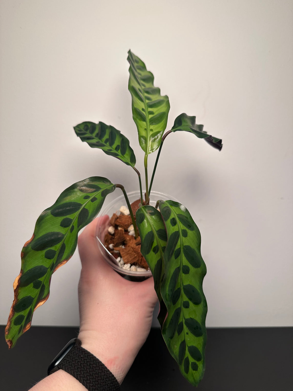 Calathea lancifolia 'Rattlesnake' | 4 inch