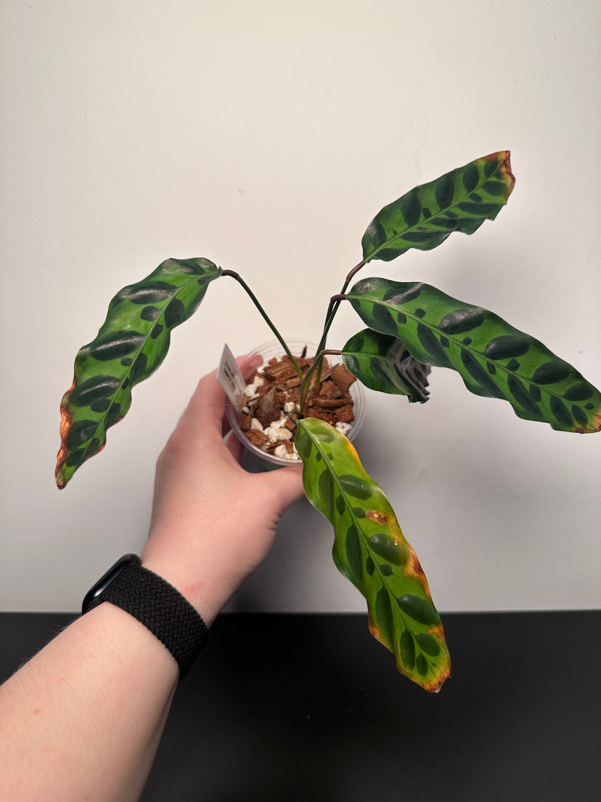 Calathea lancifolia 'Rattlesnake' | 3 inch