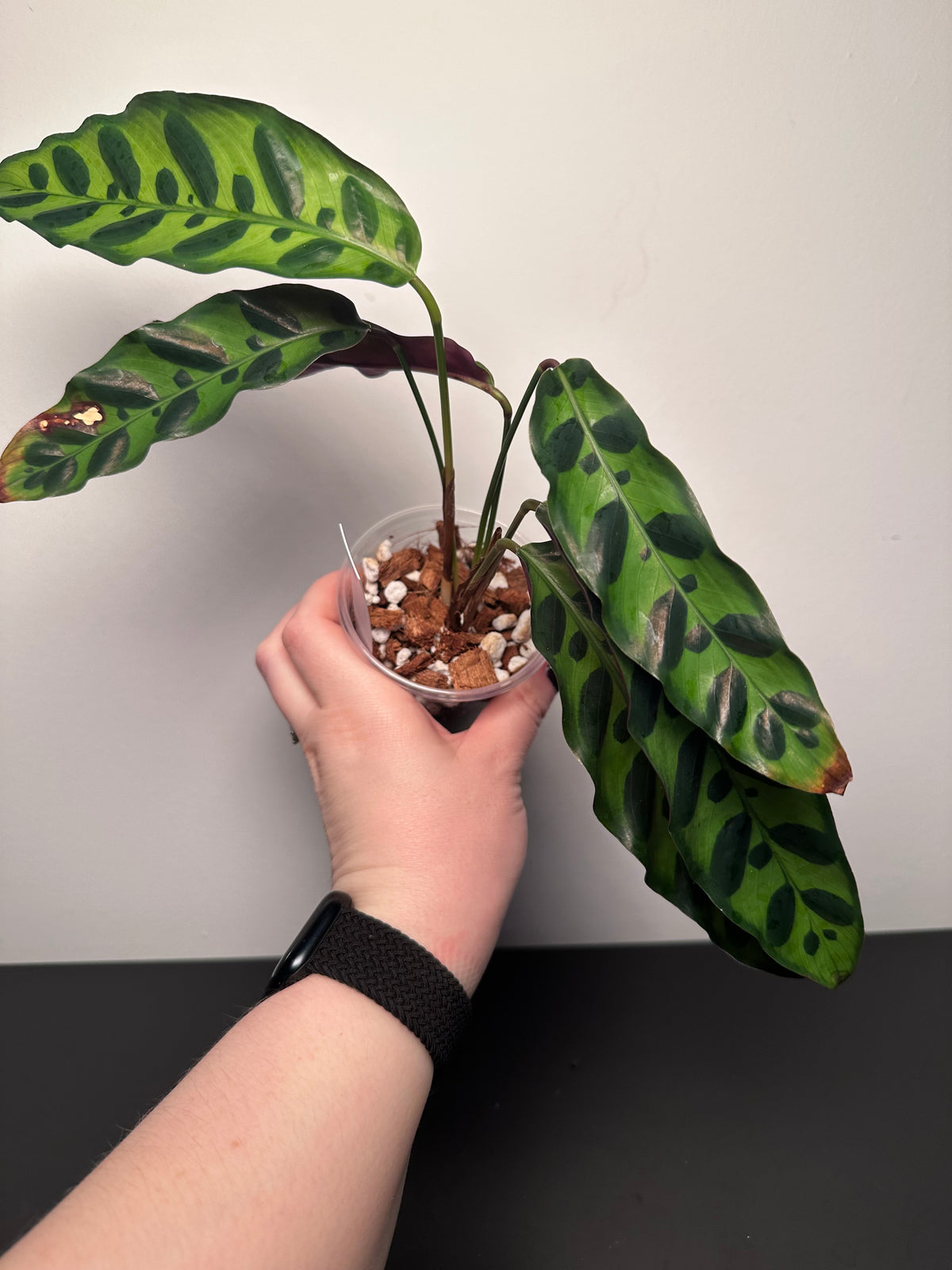 Calathea lancifolia 'Rattlesnake' | 3 inch