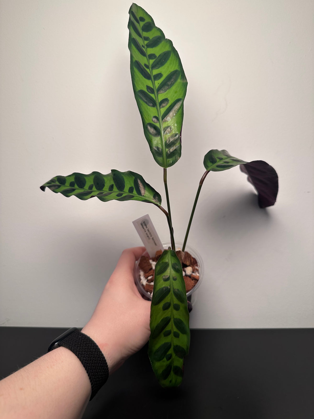 Calathea lancifolia 'Rattlesnake' | 3 inch