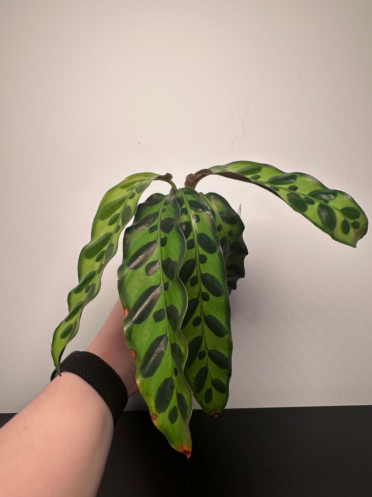 Calathea lancifolia 'Rattlesnake' | 3 inch