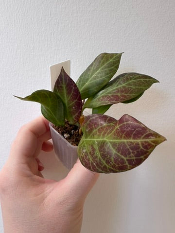 Hoya 'Sunrise' (Thailand form) | 1.5 inch