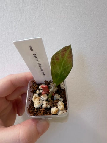 Hoya 'Sunrise' (Thailand form) | 1.5 inch