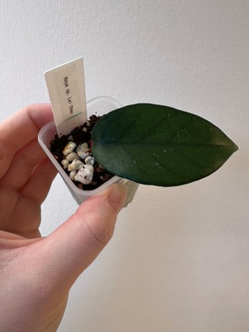 Hoya sp. Lai Chau | 2 inch