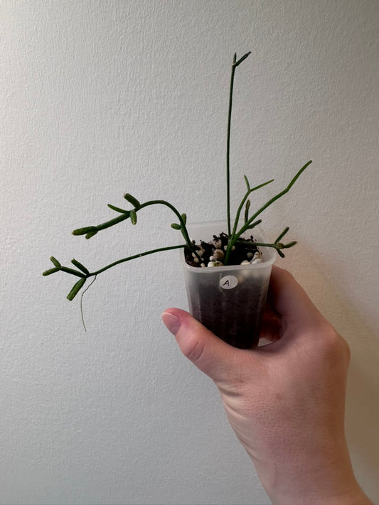 Rhipsalis cereuscula | 2 inch