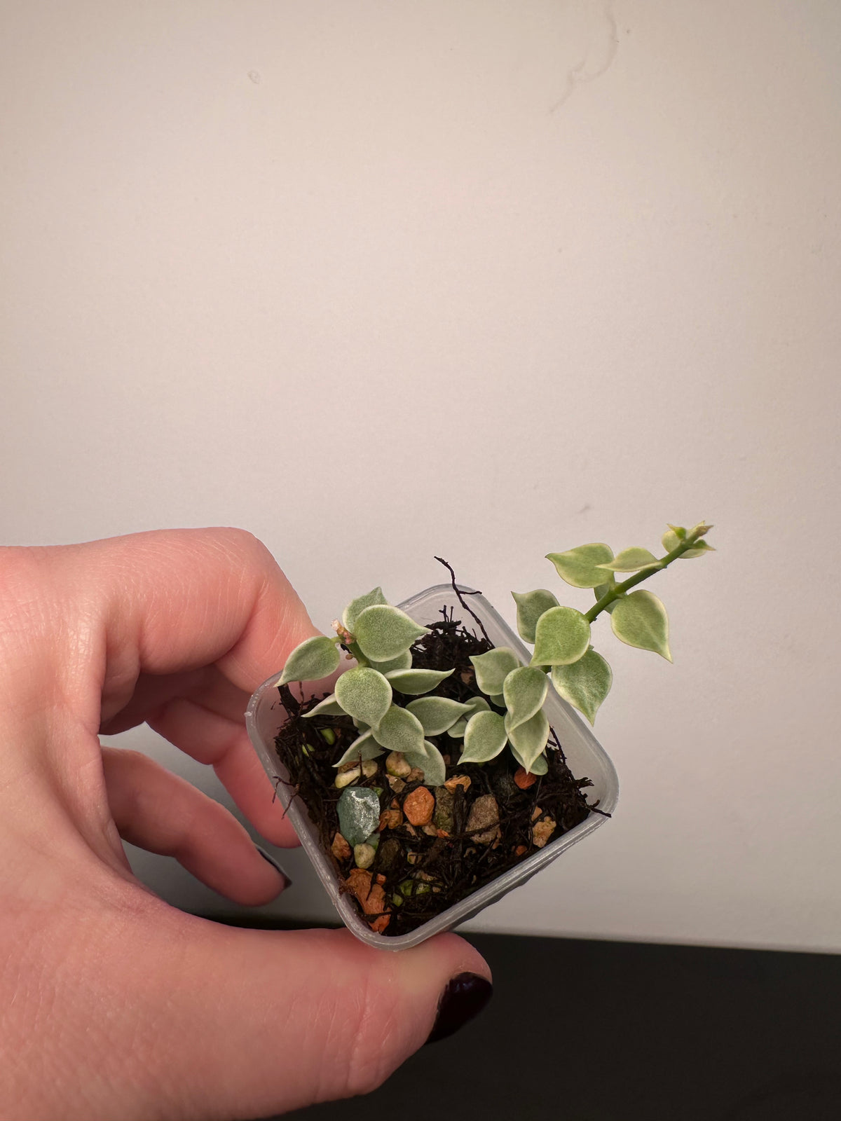 Dischidia ruscifolia (variegated) | 1.5 inch