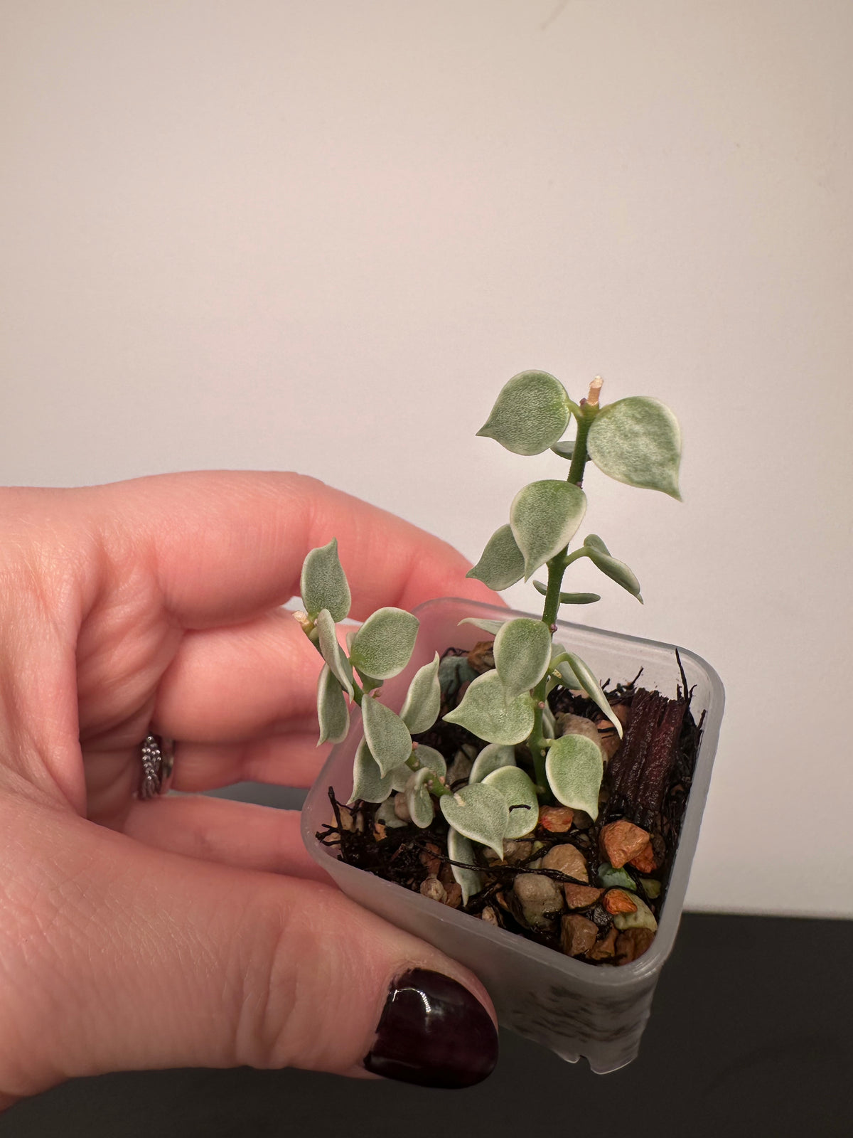 Dischidia ruscifolia (variegated) | 1.5 inch