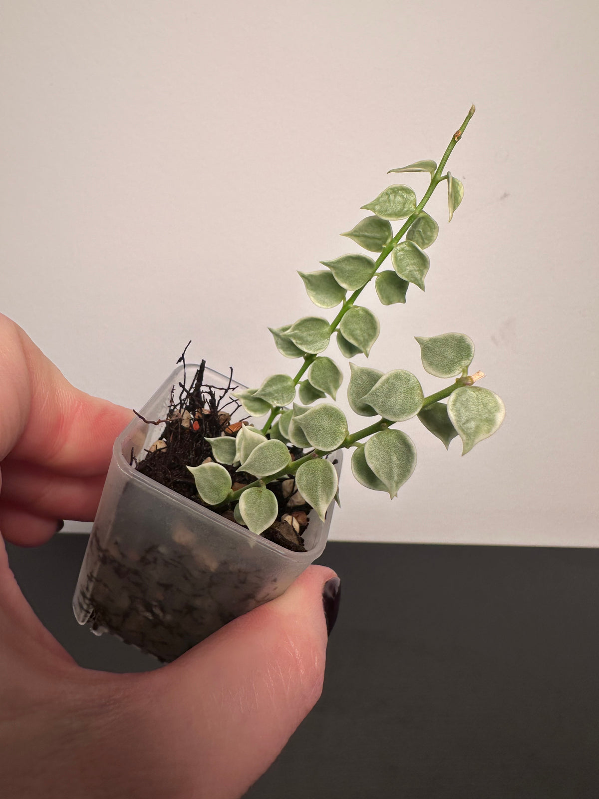 Dischidia ruscifolia (variegated) | 1.5 inch