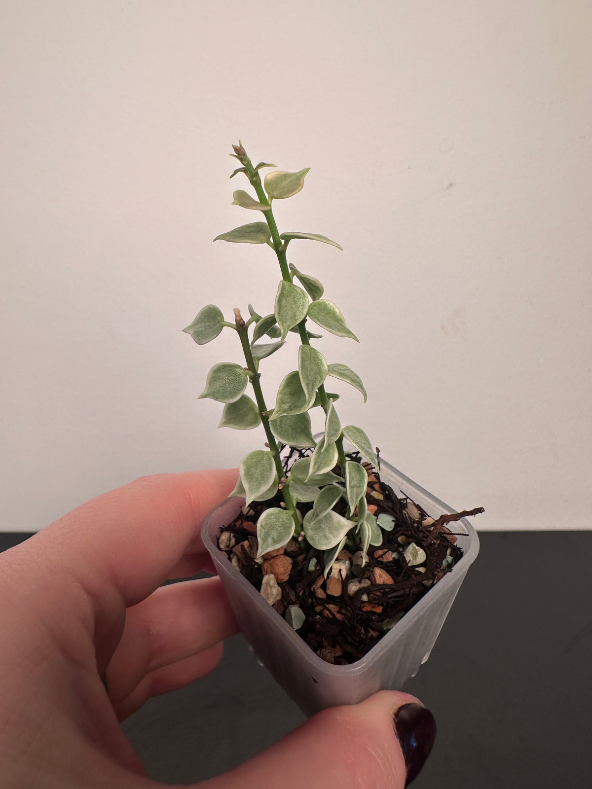 Dischidia ruscifolia (variegated) | 1.5 inch