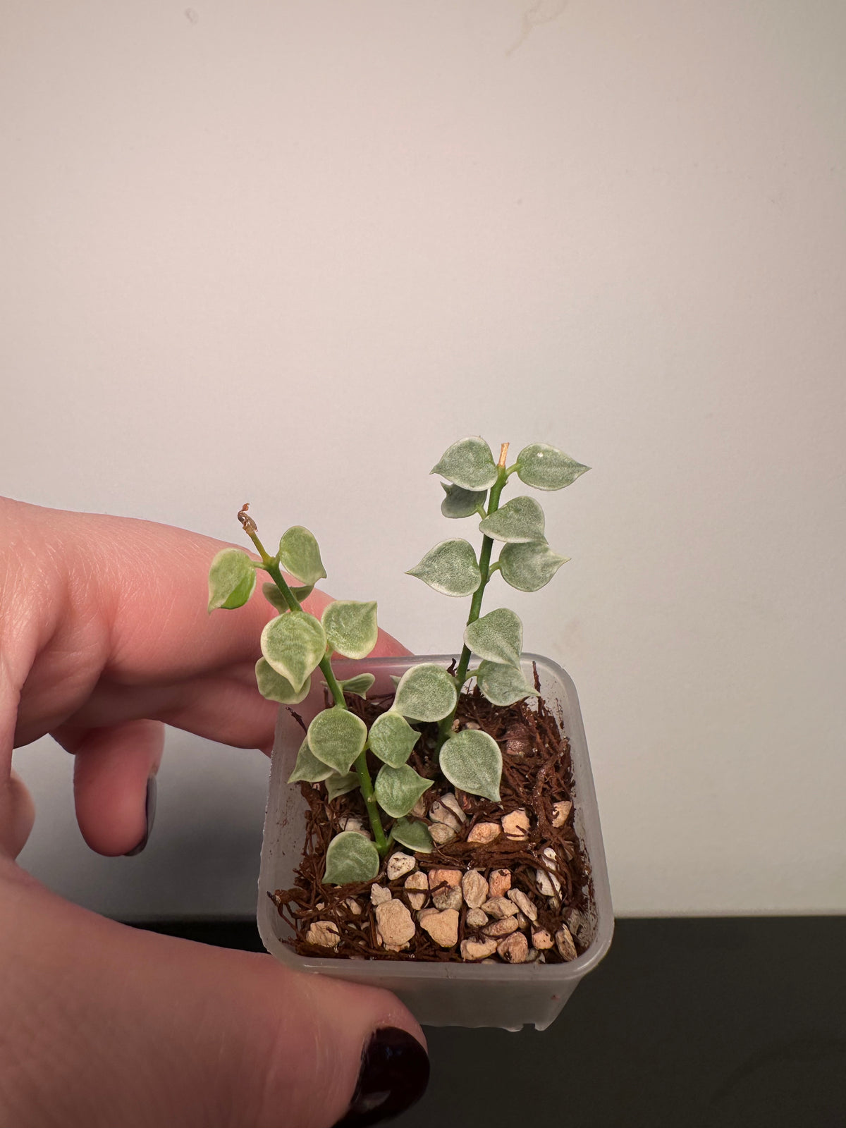 Dischidia ruscifolia (variegated) | 1.5 inch