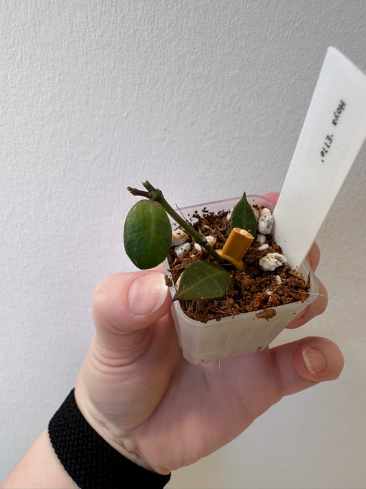 Hoya 'Elle' | 1.5 inch