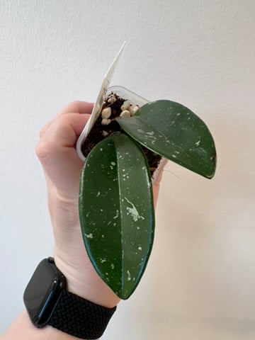 Hoya pubicalyx 'Royal Hawaiian Purple' | 2 inch