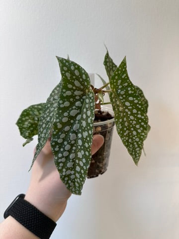 Begonia 'Olei Silver Spot' | 4 inch