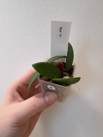 Hoya lyi | 1.5 inch