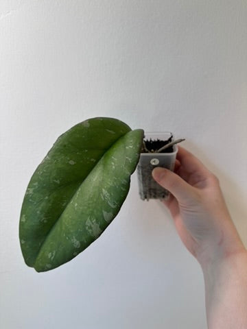 Hoya 'Yuna' | 2 inch