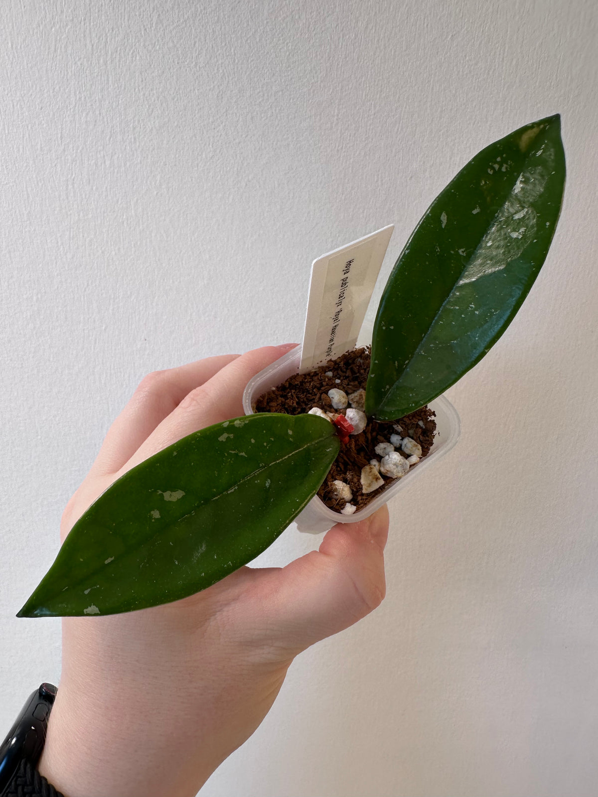 Hoya pubicalyx 'Royal Hawaiian Purple' | 2 inch