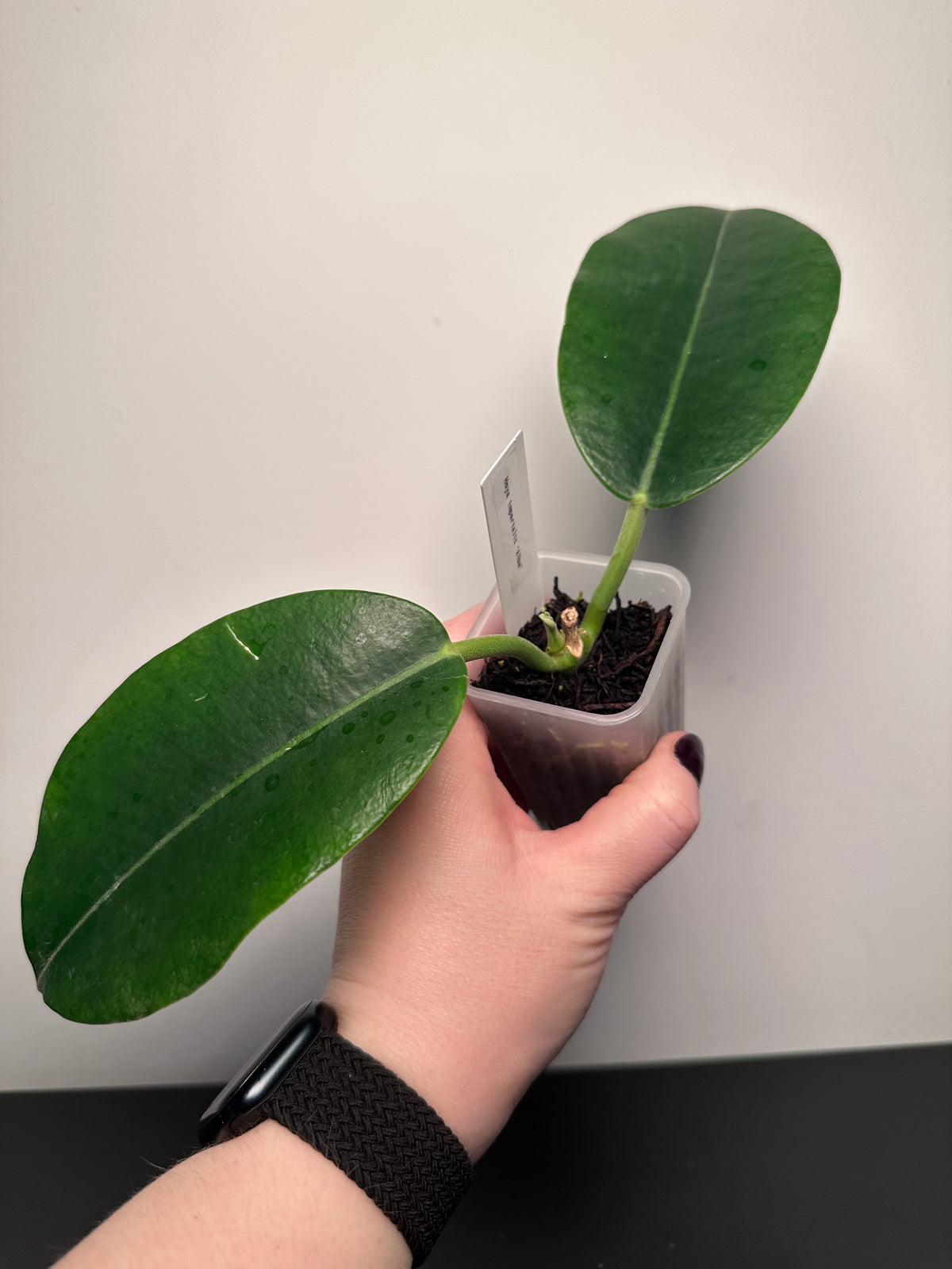 Hoya imperalis 'Alba' | 2 inch