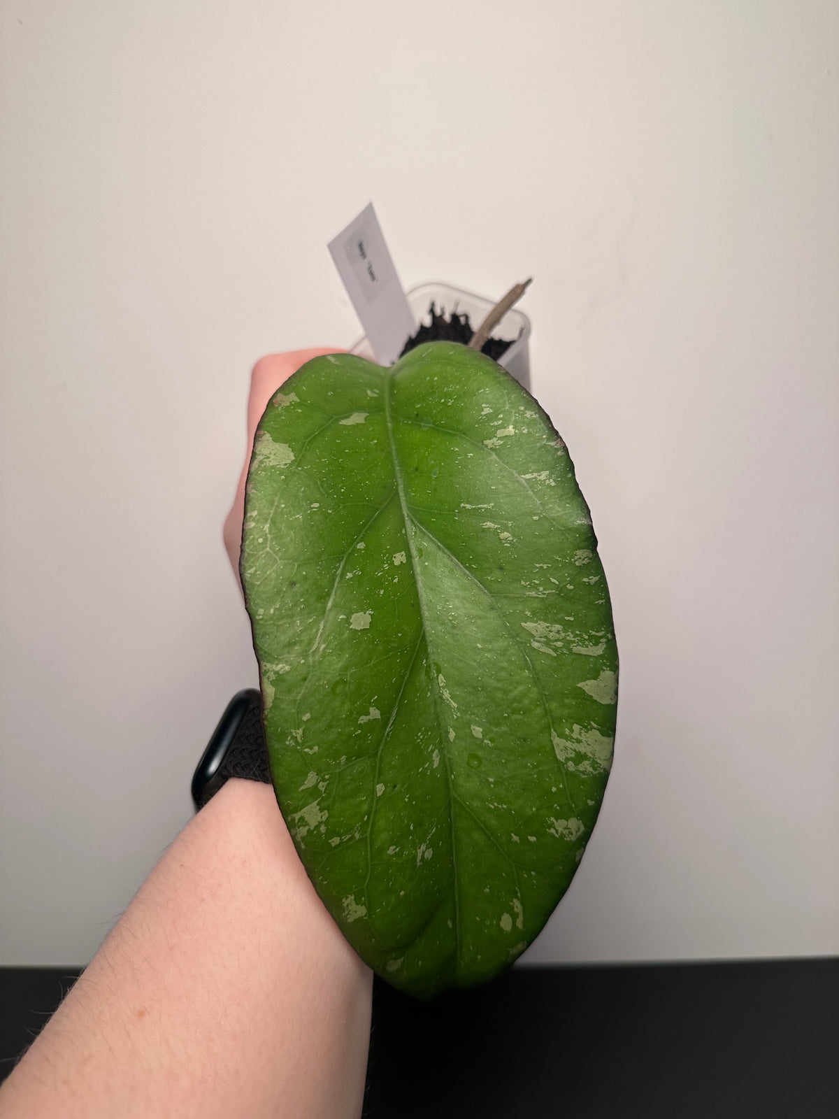 Hoya 'Yuna' | 2 inch