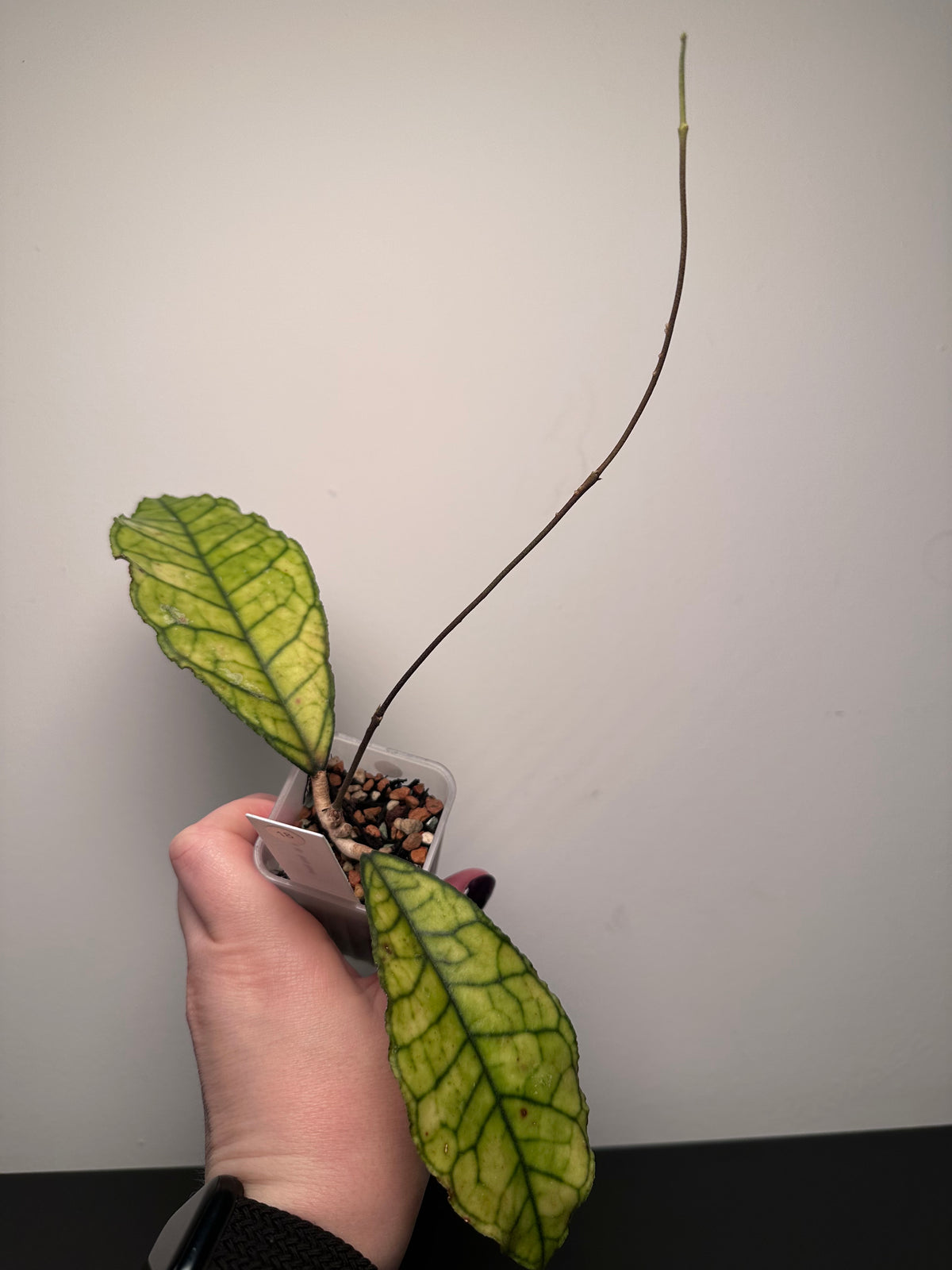 Hoya sp. Nong Nooch | 2 inch