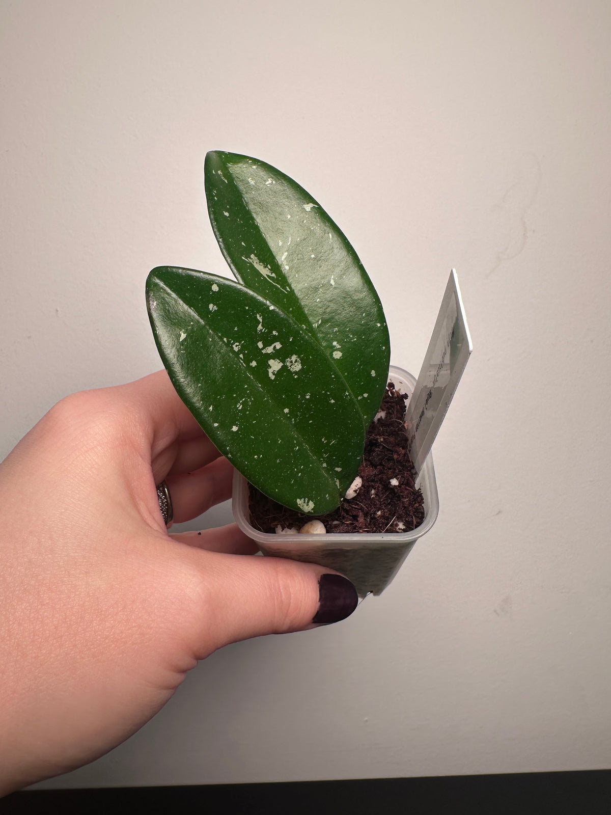 Hoya pubicalyx 'Royal Hawaiian Purple' | 2 inch