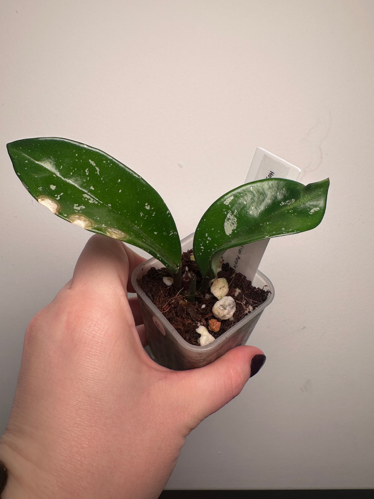 Hoya pubicalyx 'Royal Hawaiian Purple' | 2 inch
