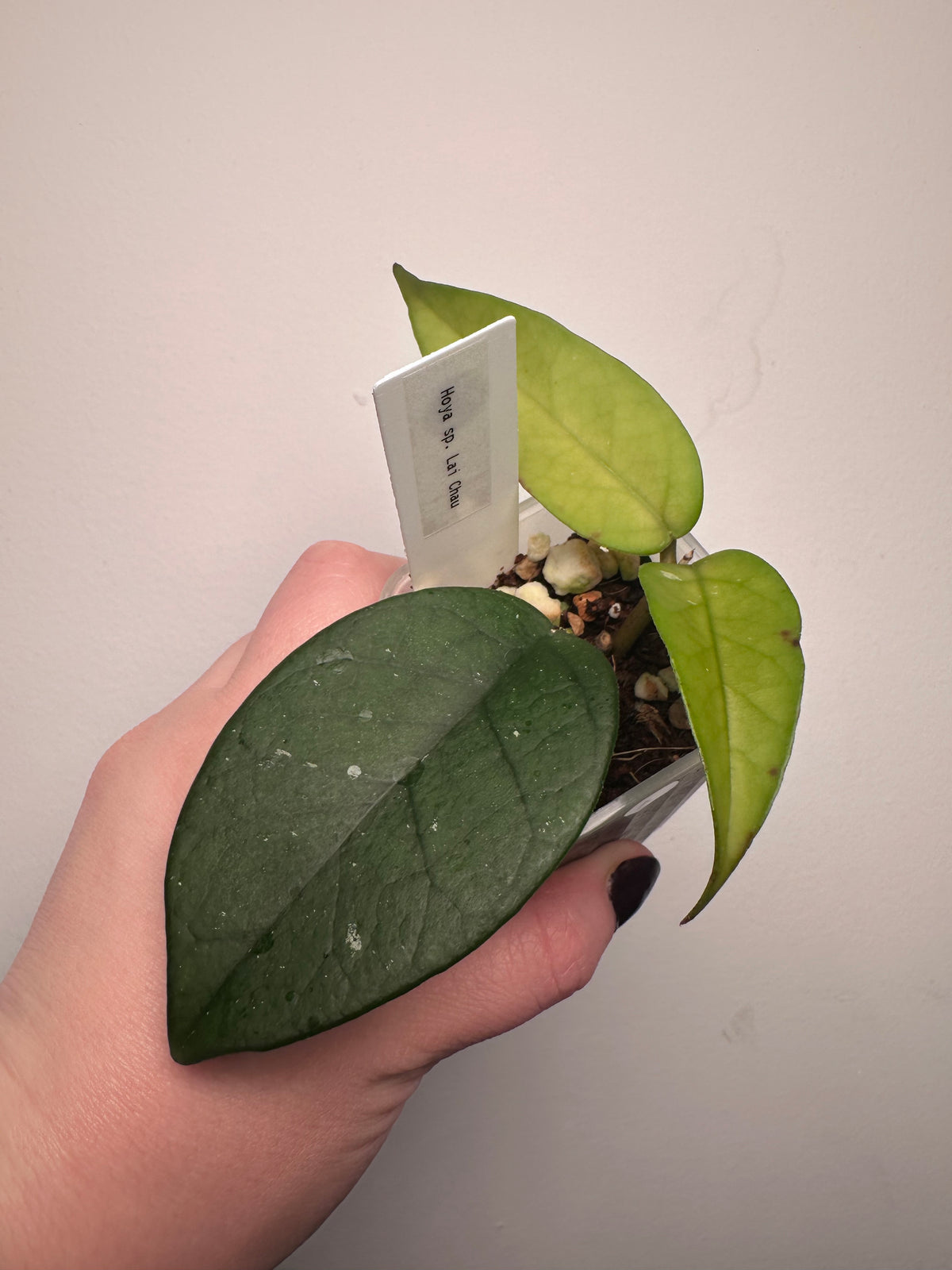 Hoya sp. Lai Chau | 2 inch