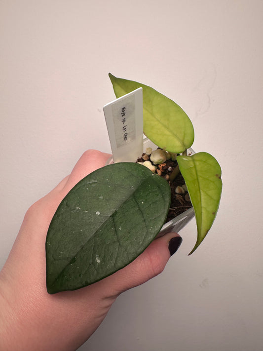 Hoya sp. Lai Chau | 2 inch