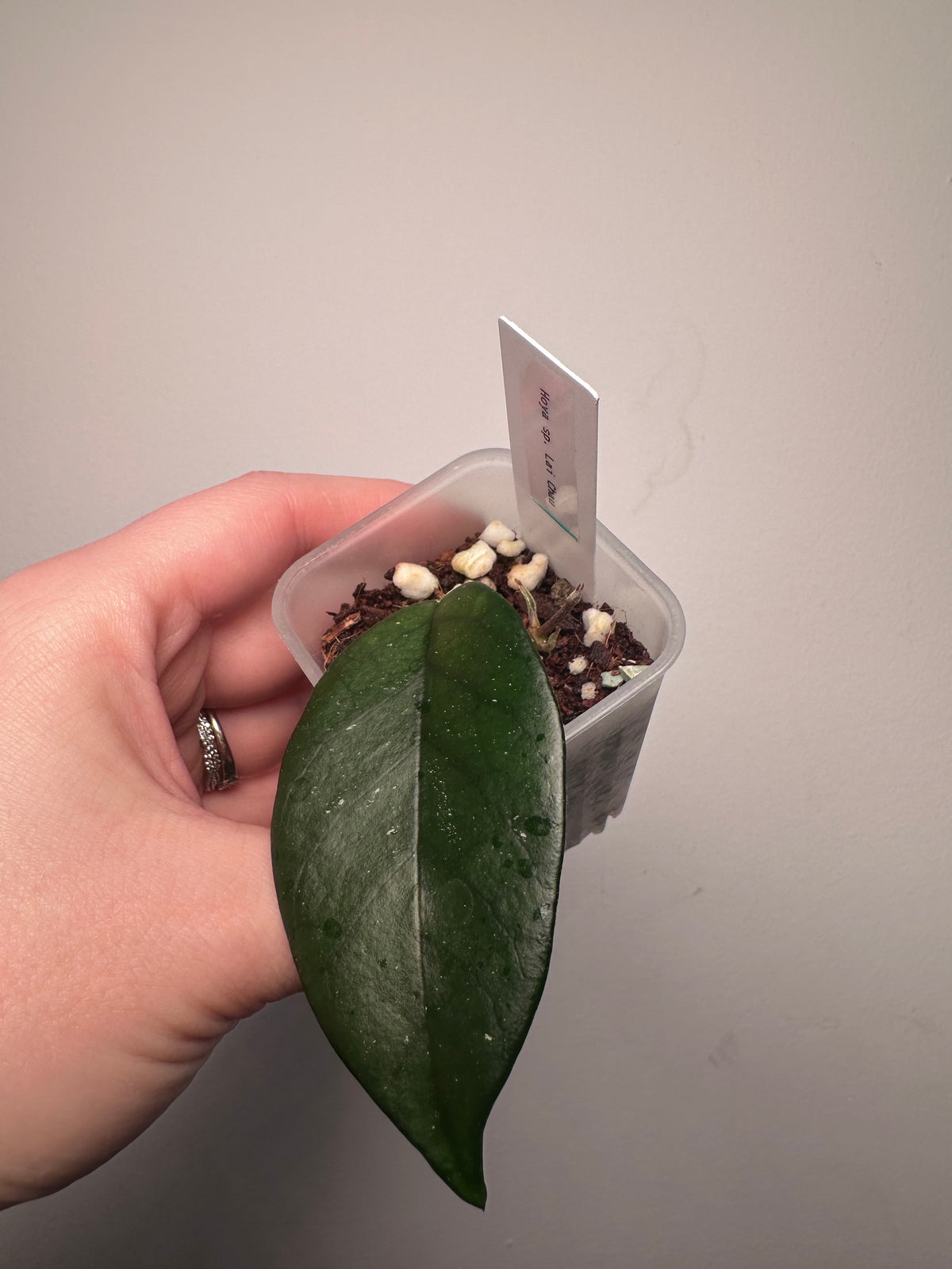 Hoya sp. Lai Chau | 2 inch