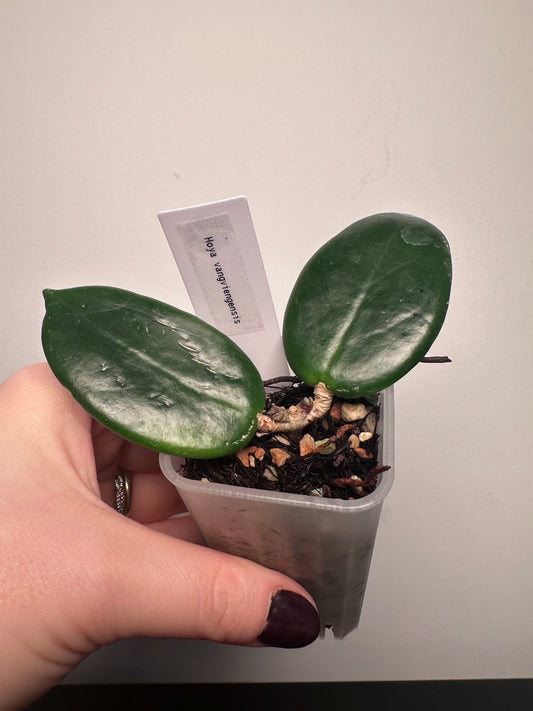 Hoya vangviengensis | 2 inch