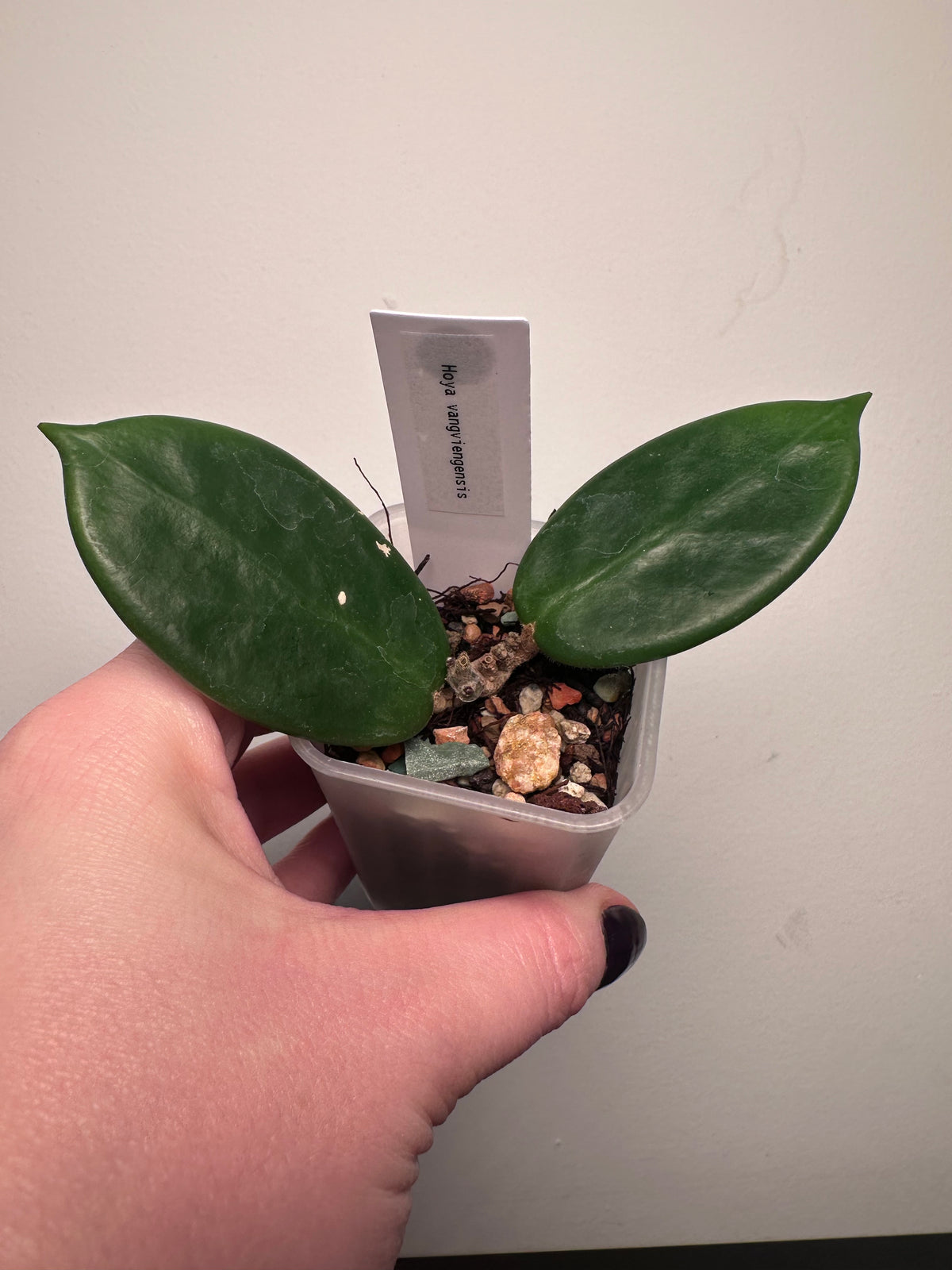 Hoya vangviengensis | 2 inch