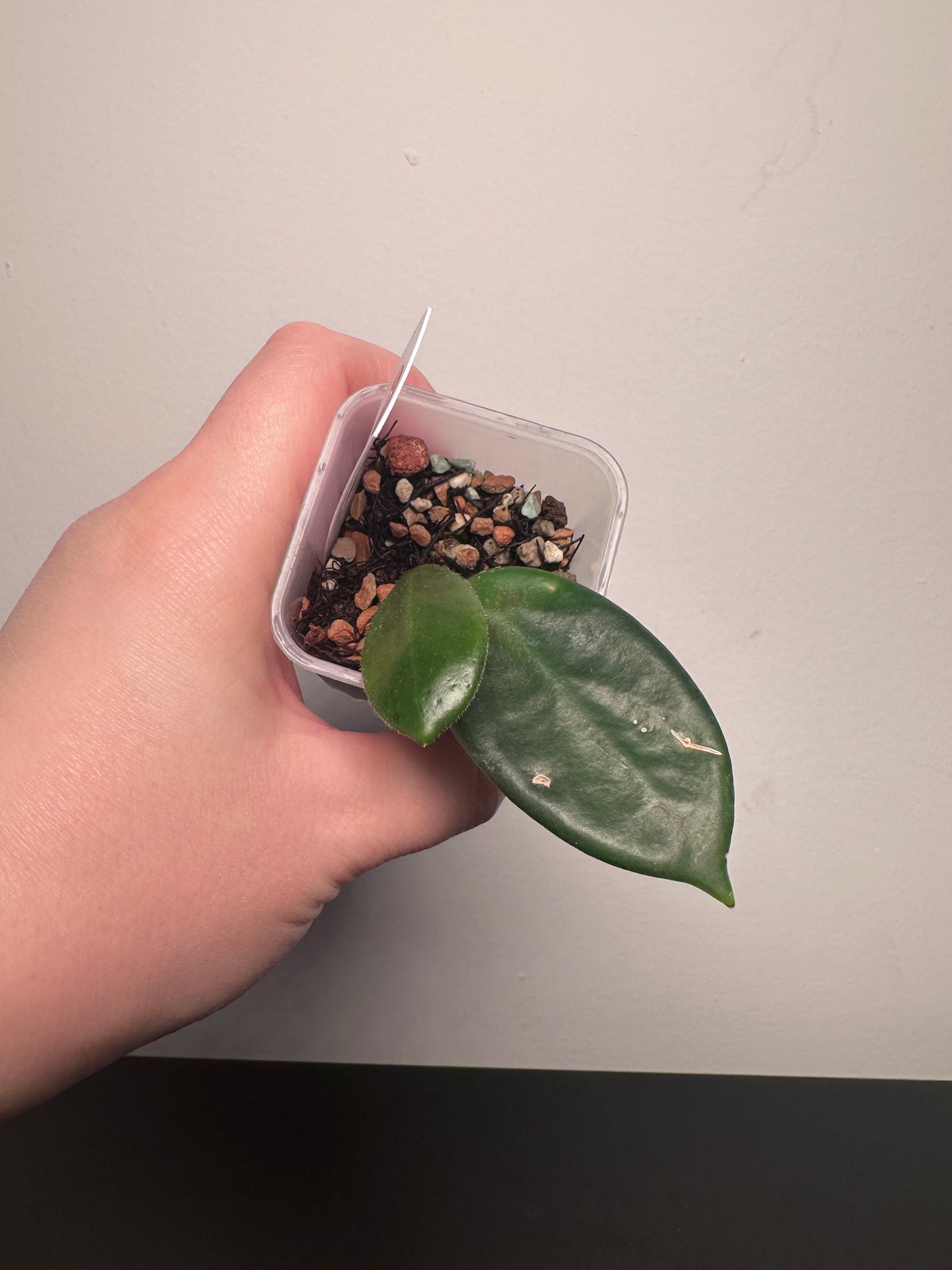 Hoya vangviengensis | 2 inch