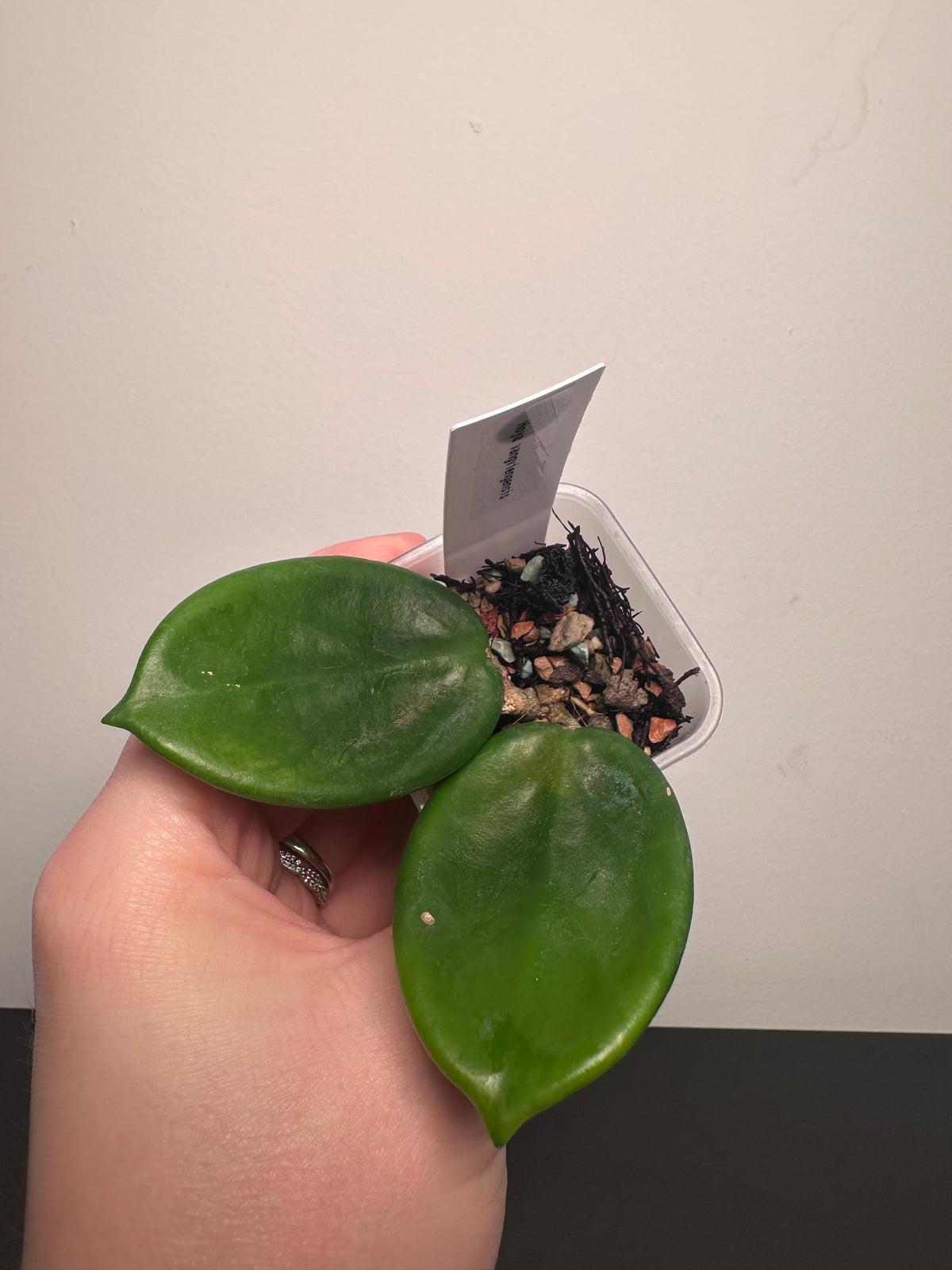 Hoya vangviengensis | 2 inch