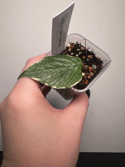 Hoya polyneura 'Jasminka' | 2 inch