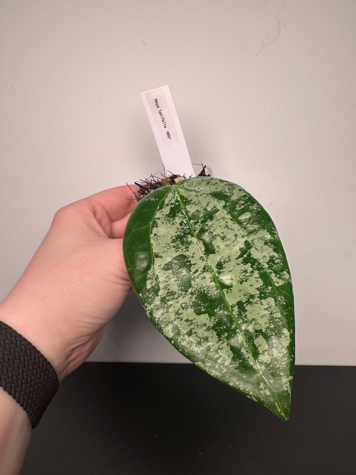 Hoya latifolia 'MRH' | 2 inch