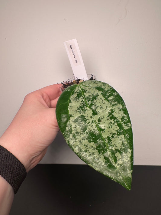 Hoya latifolia 'MRH' | 2 inch