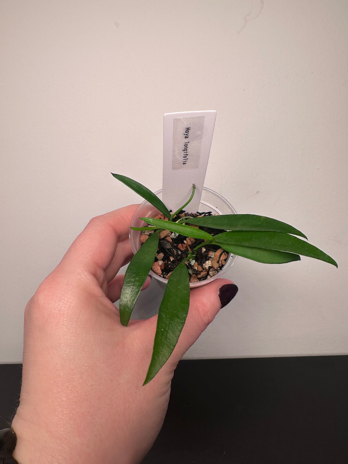 Hoya longifolia | 2 inch